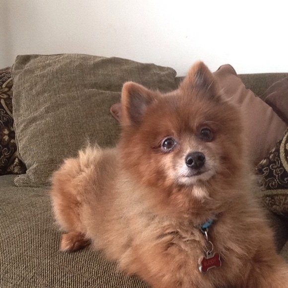 Meet your Posher, Shoshana - Picture 1 of 1